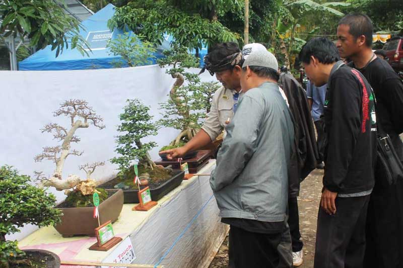 Ratusan Penggemar Bonsai Beradu Koleksi