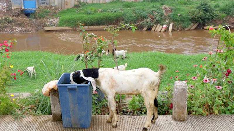 Kambing di Sukabumi Berkepala Dua