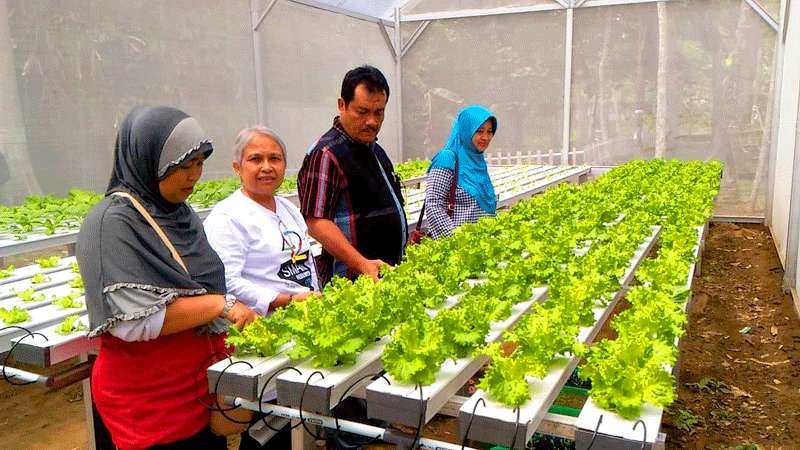 Kelurahan Kebumen Gagas Pasar Sayuran Hidroponik