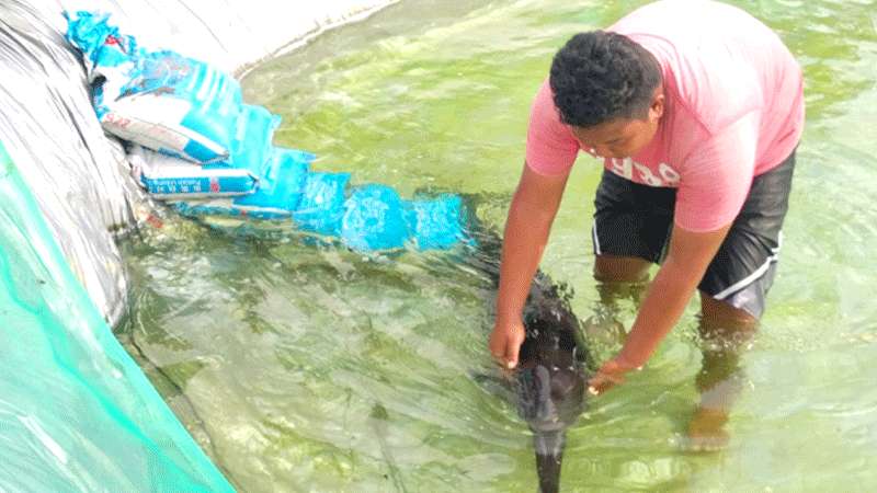 Lumba-lumba Terdampar di Pantai Bopong