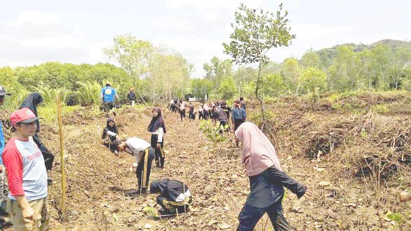 Ribuan Mangrove Ditaman di Pantai Ayah