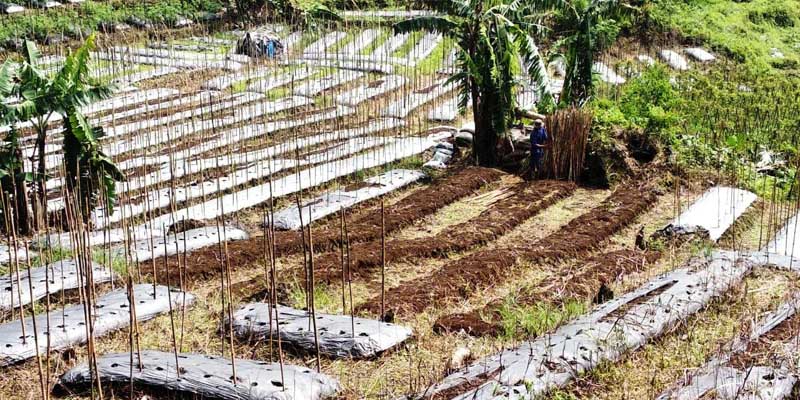 Kena Angin Ribut, Petani Gagal Panen