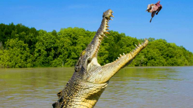 Duel Dengan Buaya Selamatkan Anak