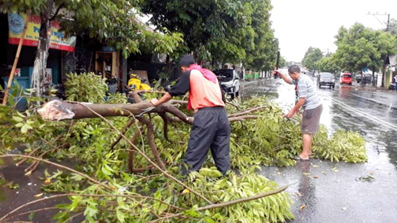 Longsor Hingga Pohon Tumbang Terjadi di Sejumlah Wilayah Banyumas