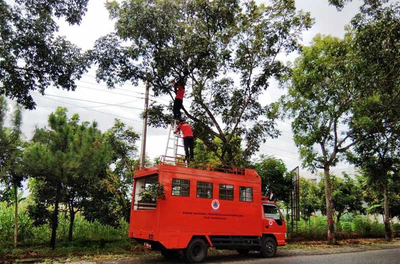 Pohon Peneduh Jalan Dipangkas