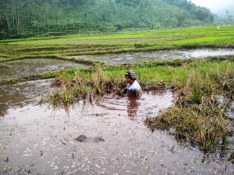 Puluhan Hektare Sawah Jadi Rawa