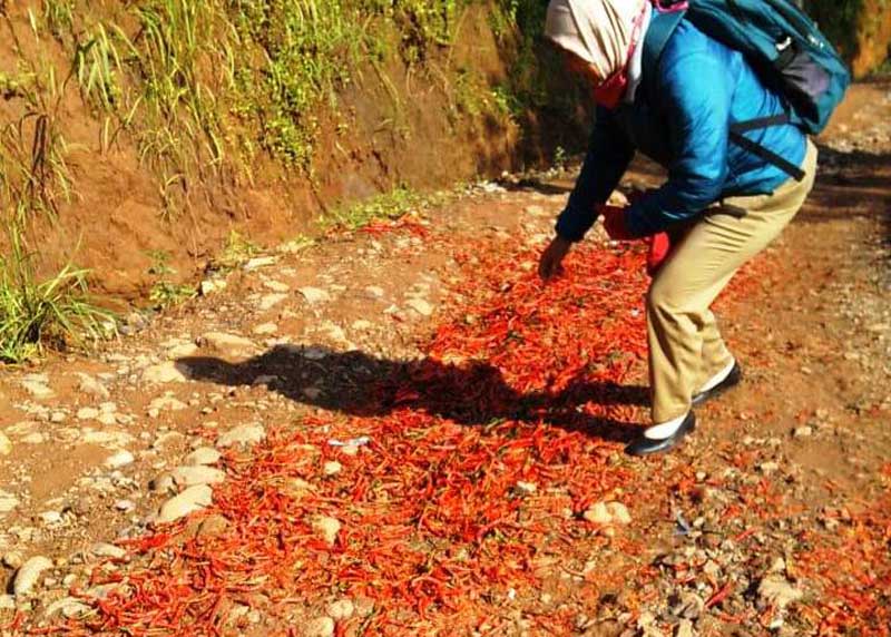 Harga Ancur, Petani Buang Cabai di Tengah Jalan