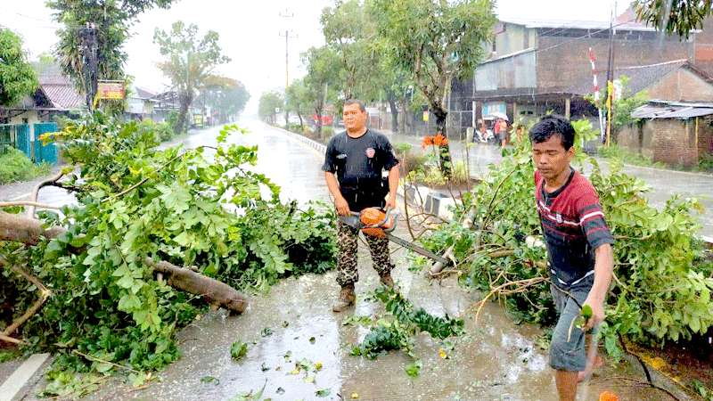 Pohon Tumbang Tutup Jalan Gerilya