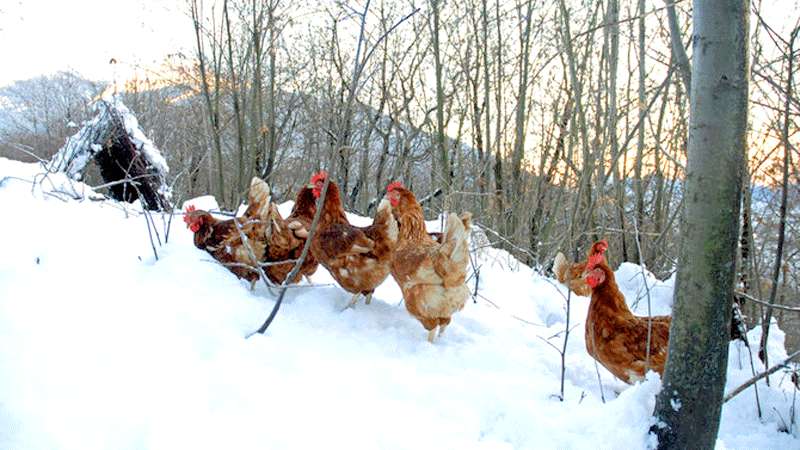 Budidayakan Ayam Petelur di Hutan