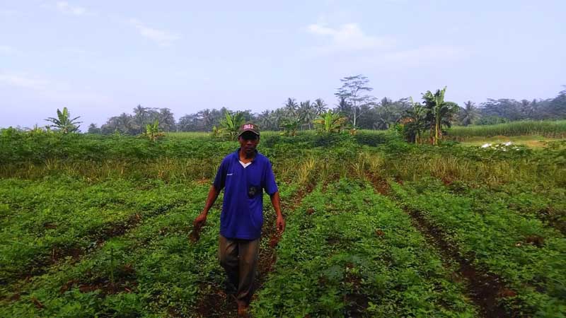 Bangkitkan Perekonomian dengan Budidaya Nanas