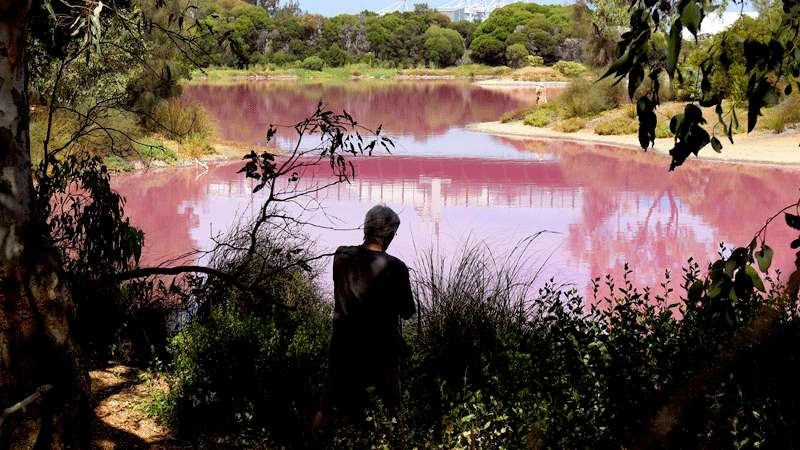 Danau di Australia Berubah Warna, Diserbu Turis