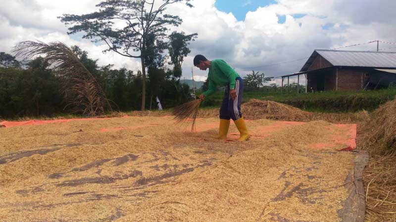 Gabah Anjlok, Petani Kesulitan Jual Panen