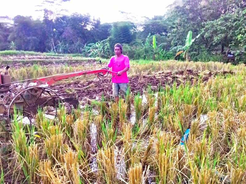 Sawah Banyumas Timur Krisis Air