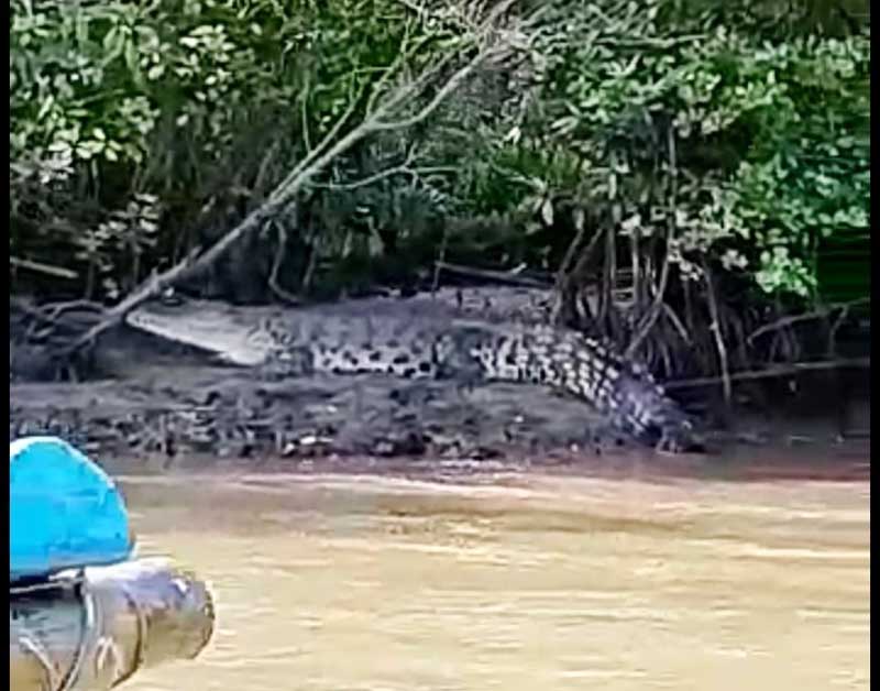 Buaya Terlihat di Tegong Cadar Klaces