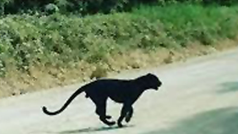 Black Panther Nusakambangan Tinggal 18 Ekor, Pemburu Satwa Liar Akan Ditindak