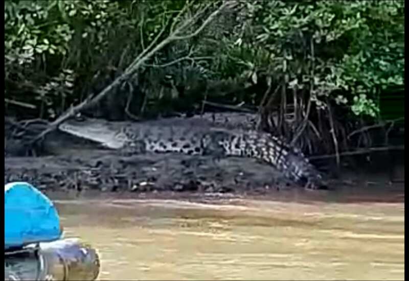 Buaya Berukuran Tiga Meter Lebih Terlihat di Perairan Segara Anakan