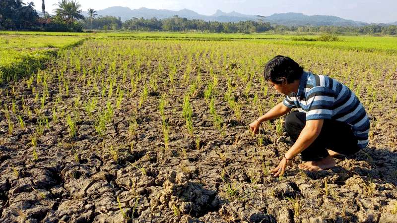 Ribuan Hektare Sawah di Kebumen Alami Kekeringan