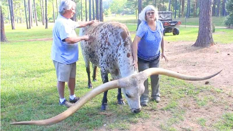 Sapi Jenis Steer Punya Tanduk 3,23 Meter