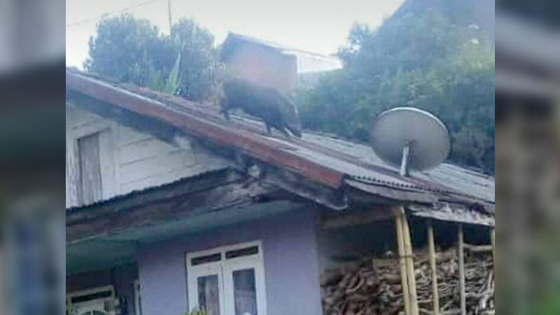 Babi Hutan Naik Atap Rumah Resahkan Warga Kalibening