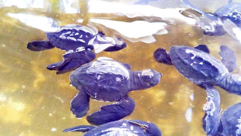 Bayi Penyu Menetas di Konservasi Kalibuntu