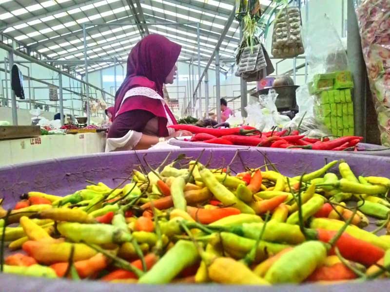 Harga Meroket, Cabai Rawit Dipanen Muda