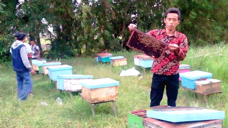 Cukupi Pesanan Lebah, Peternak Gembalakan Koloni
