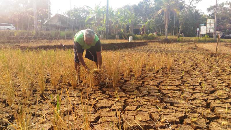 Puso, Tanaman Padi Dibabat untuk Pakan Ternak