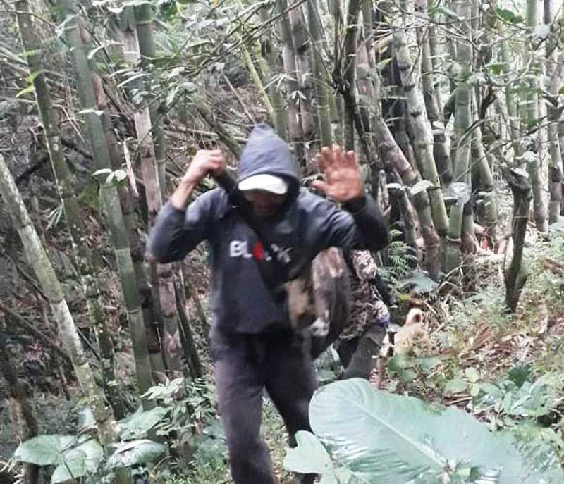 Serangan Hama Babi Hutan Merajalela