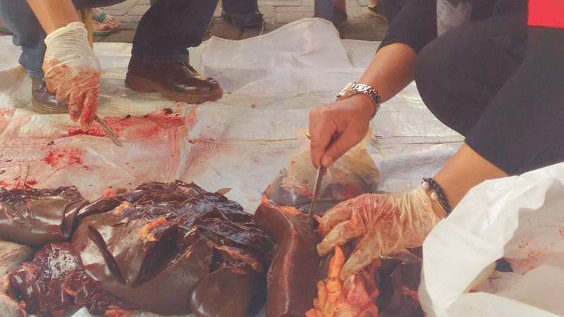 Berpenyakit, Tiga Hewan Kurban Diafkir Utuh