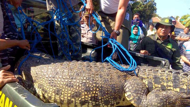 Buaya Muara Tertangkap Jaring Nelayan