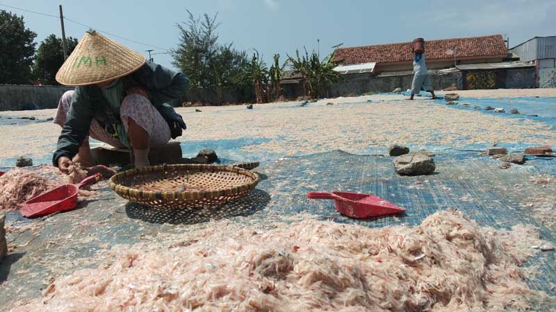 Rebon Mulai Menghampiri Cilacap