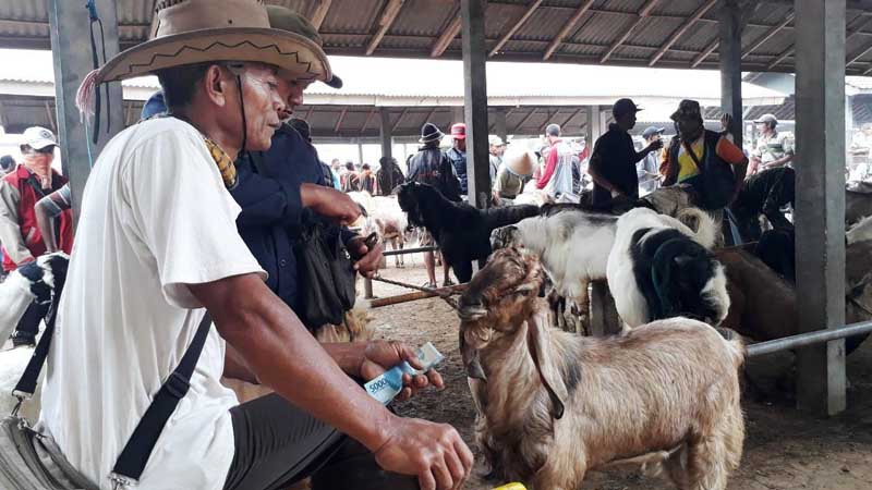 Kambing Super Tembus Rp 8 Juta, Berminat?