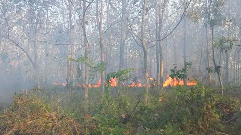 Hutan Milik Perhutani di Kecamatan Kawunganten Terbakar