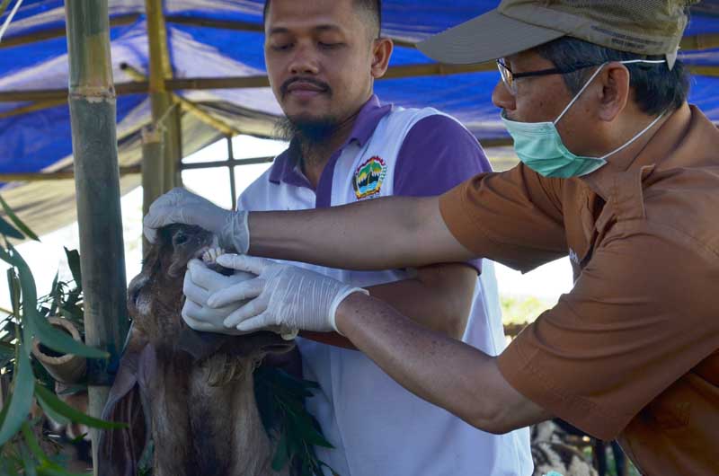 Kambing Belum Cukup Umur Dijual