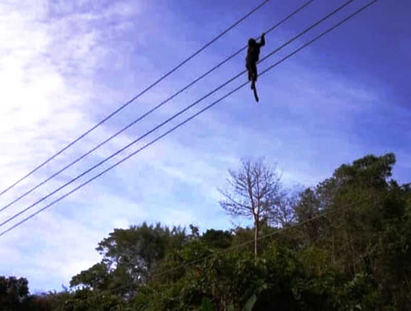 Gara-gara Monyet, Listrik di Kampung Laut Padam