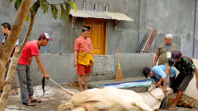 Wabup Kebumen Kurban 11 Ekor Sapi