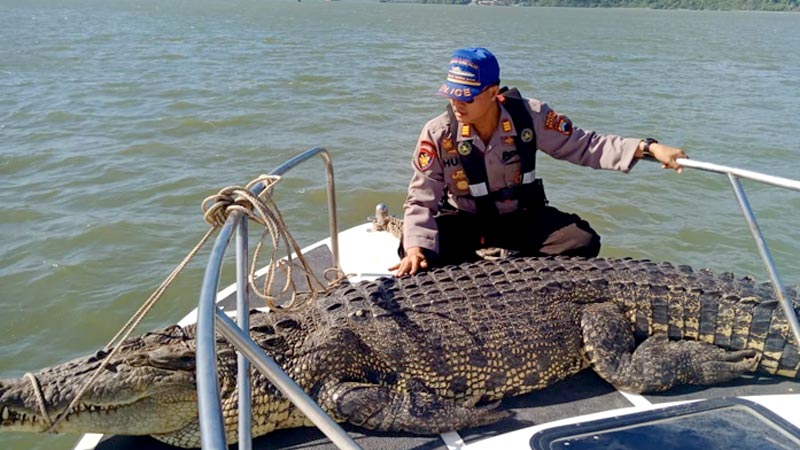 Buaya Muara Sepanjang 3 Meter Tertangkap Jaring Nelayan Cilacap, Warga Yakini Masih Ada Buaya Lain