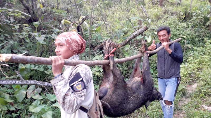 Babi dan Monyet Serang Lahan Pertanian