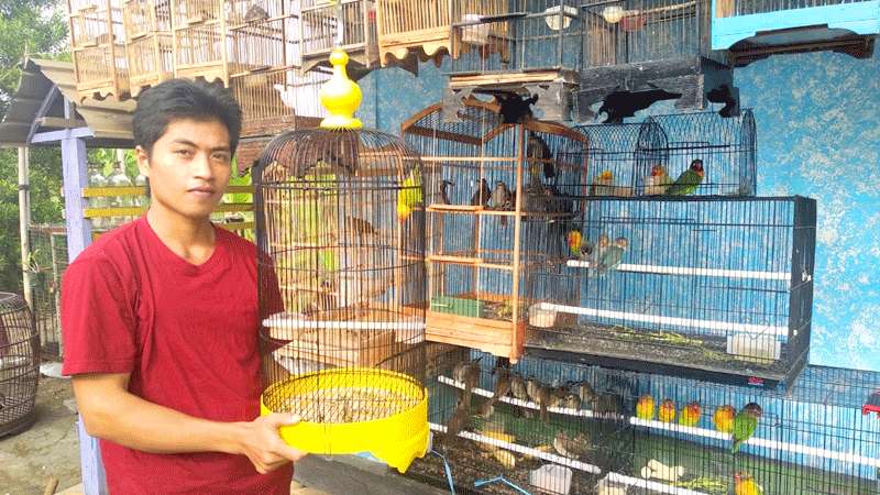 Dilarang Jualan Online, Pedagang Burung Kelimpungan