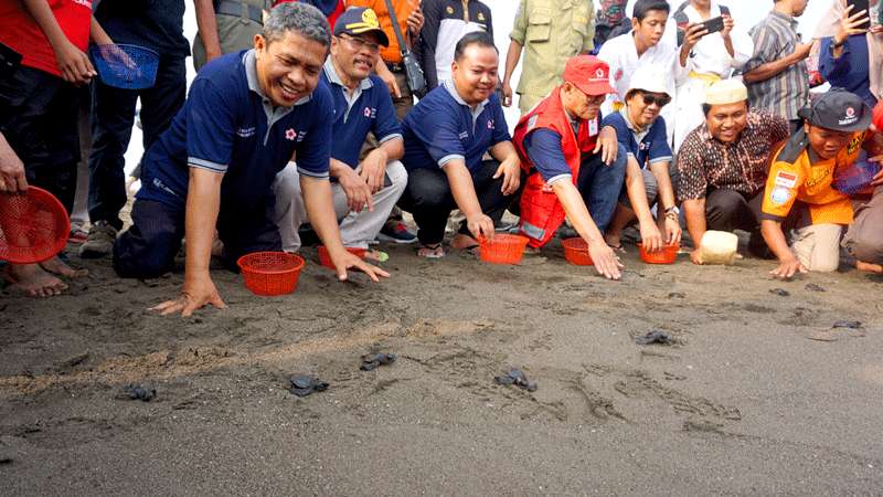 Relawan Tanam Lima Ribu Mangrove dan Lepas Tukik di Kalibuntu