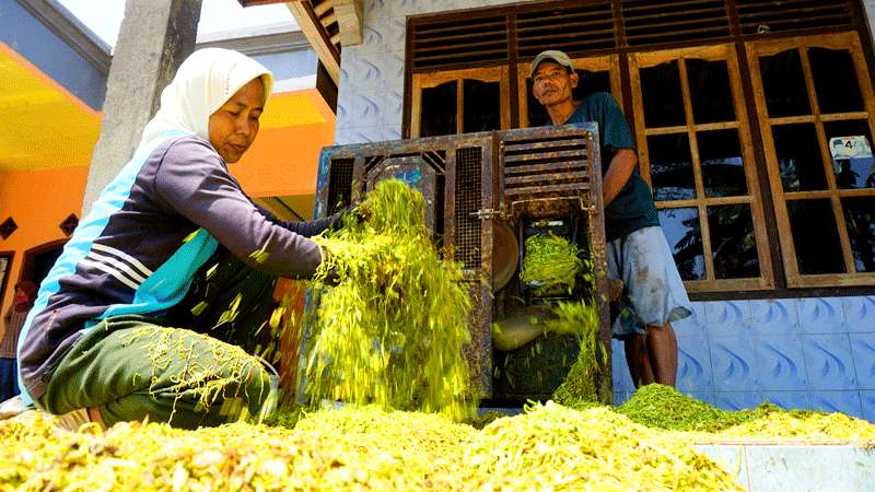 Tembakau Karanggayam Kurang Maksimal