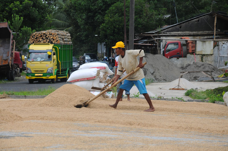 Upsus Pajale Masih Prioritas Pertanian Banyumas