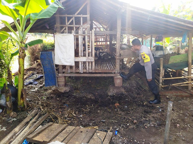 Pencuri Bawa Kabur Tujuh Ekor Kambing di Pliken