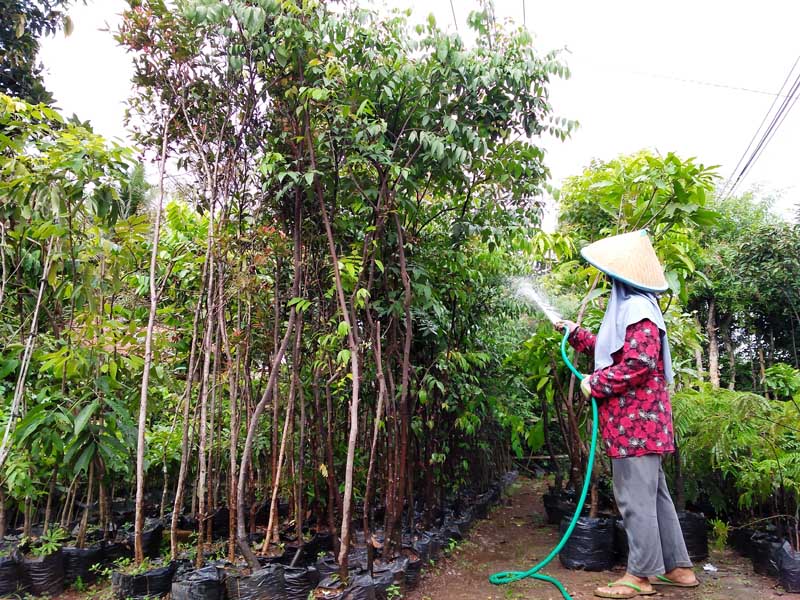Hujan, Penjualan Bibit Mulai Diserbu Pembeli