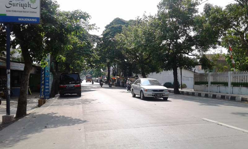 Pohon Peneduh Mendesak Diganti