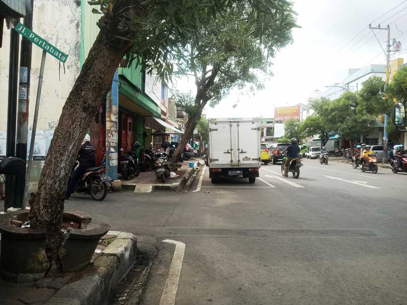 Pot Rusak, Pohon Tabebuya Banyak yang Miring