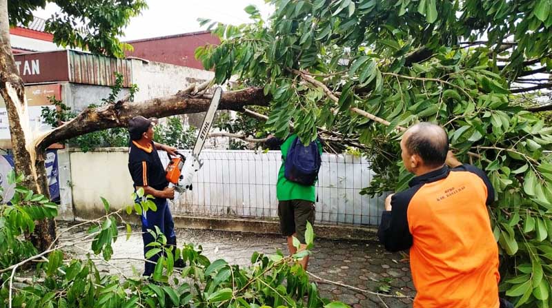 Hujan Angin, Tujuh Pohon Tumbang