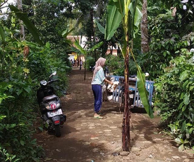 Kesal Warga Tanam Pohon Pisang Di Jalan Rusak 4712