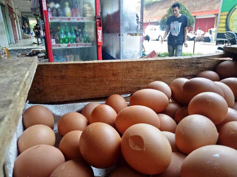 Sepekan, Harga Telur Ayam Anjlok