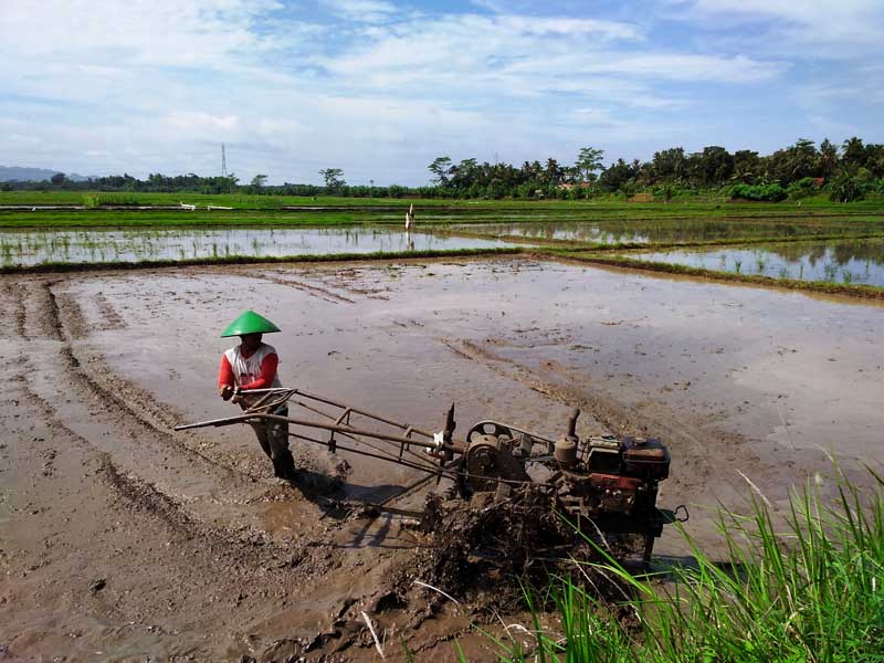 Sudah Hujan, Lahan Desa Prembun Belum Tanam Padi